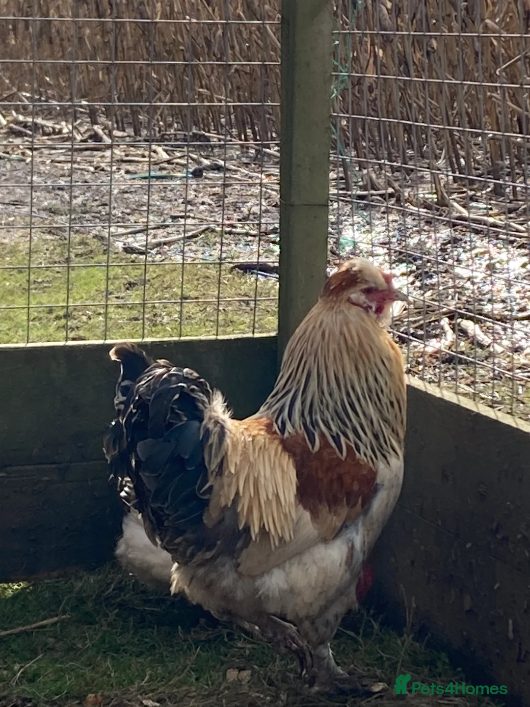 Chickens poultry for sale: Gold top trio - Advert 4