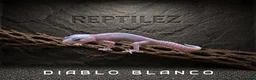 Leopard Gecko reptiles for sale: LEOPARD GECKOS - Advert 6
