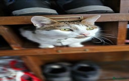 Mixed Breed cats for sale: Male cat for rehoming - Image 4