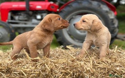 Labrador Retriever dogs for sale: Labrador retriever puppies for sale  - Image 1
