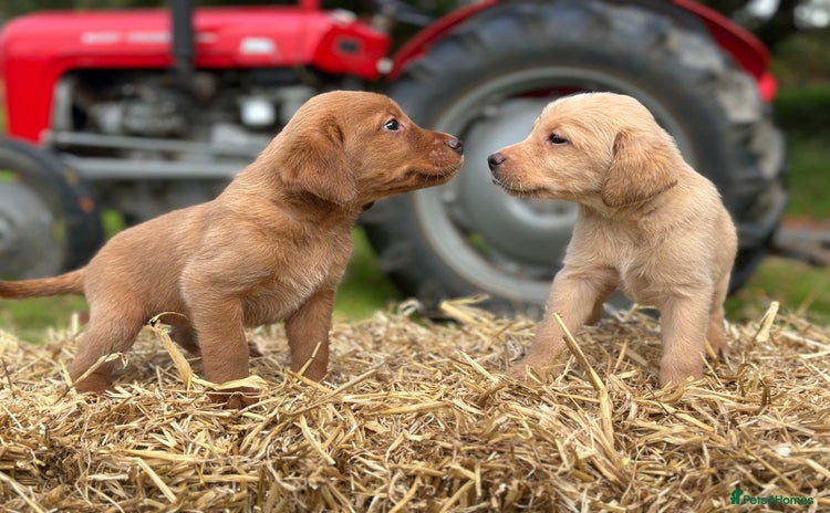 Labrador Retriever dogs - Advert 3