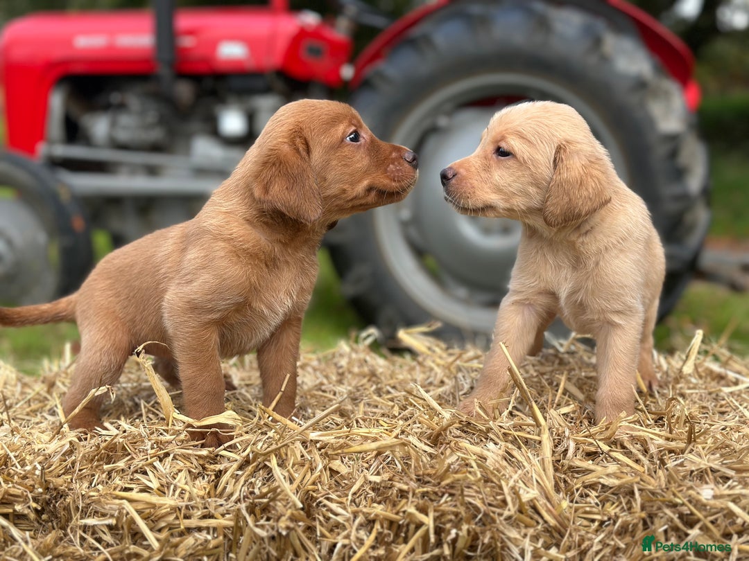Labrador Retriever dogs for sale: Labrador retriever puppies for sale  - Image 1