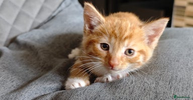 Mixed Breed cats - Advert 13