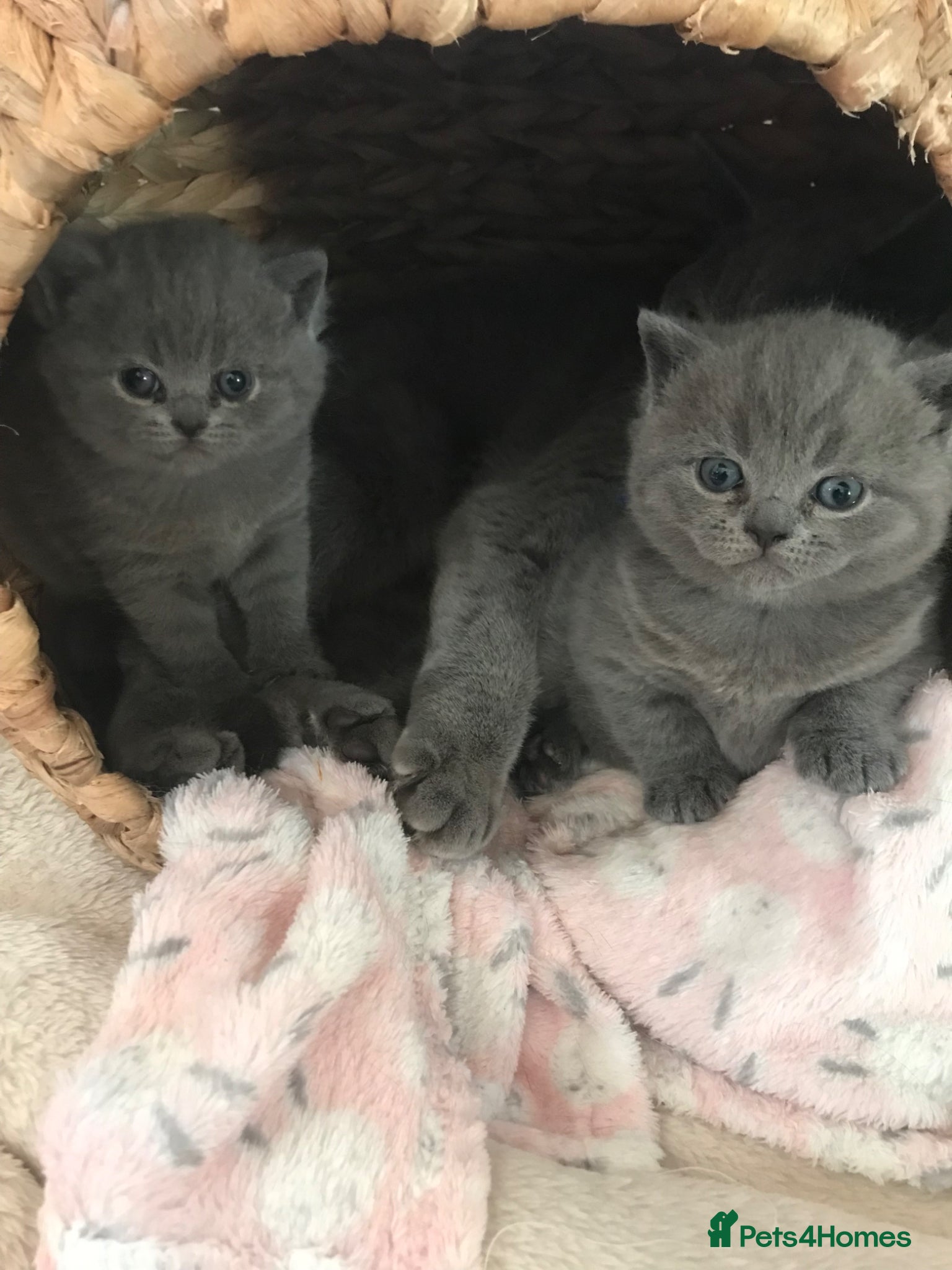 British Shorthair cats GCCF Registered Bi-colour and Blue Kittens - Advert 12