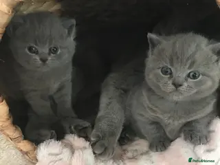 British Shorthair cats GCCF Registered Bi-colour and Blue Kittens - Advert 12