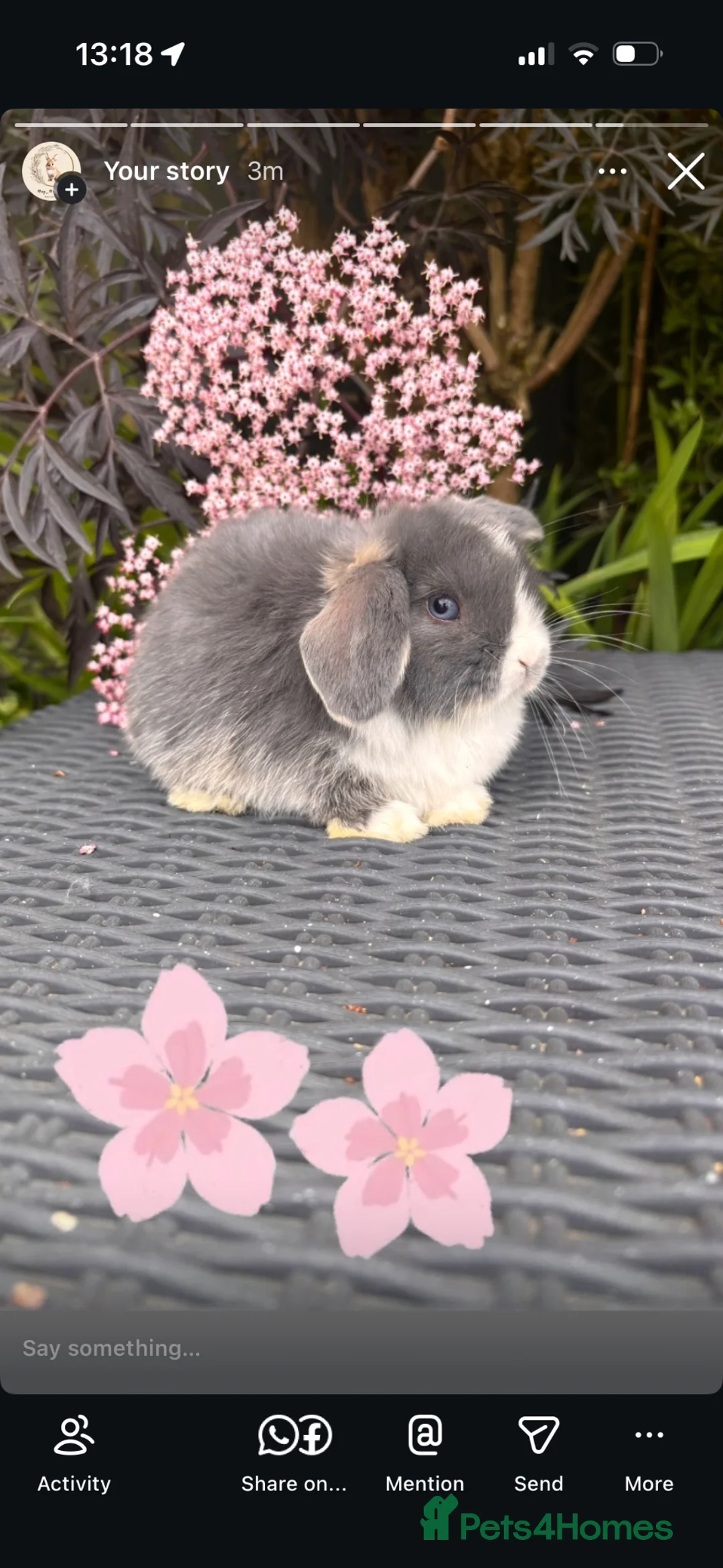 Mini Lop rabbits for sale: Mini lop babies  - Advert 4