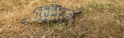 Hermann Tortoise reptiles for sale: Established Pair of Hermanns Tortoises Ruby&George in Derby - Advert 2