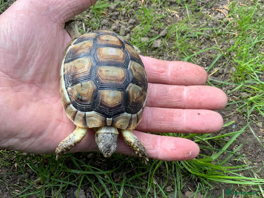 Tortoise reptiles for sale: Marginated Mediterranean tortoises  - Advert 4