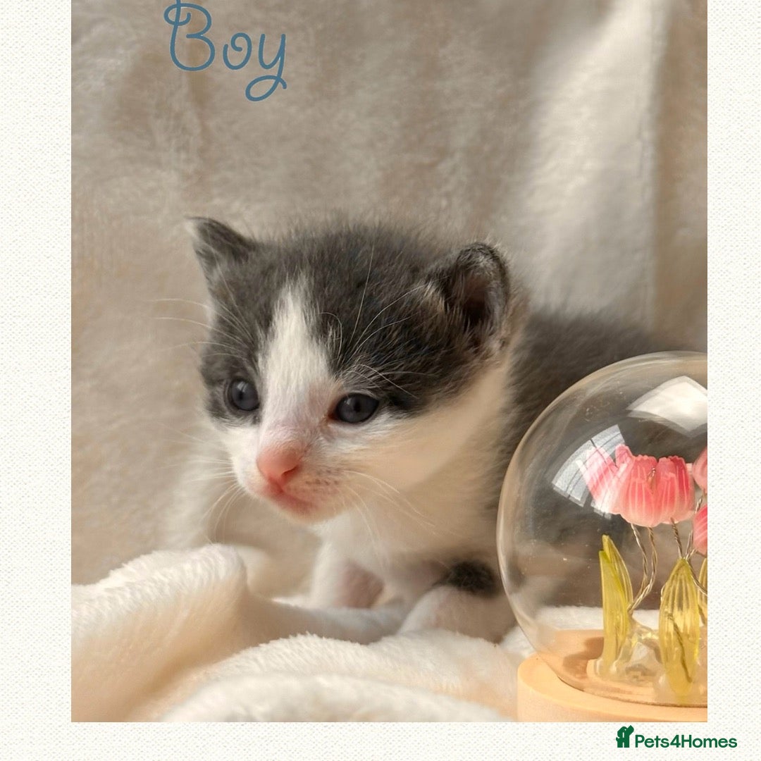 Mixed Breed cats Mixed breed 🩷🩵 - Advert 6