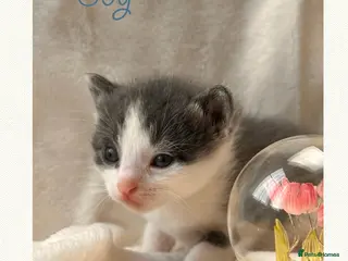 Mixed Breed cats Mixed breed 🩷🩵 - Advert 6
