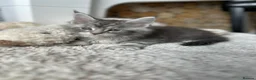 Maine Coon cats for sale: Maine coones kittens (tabby and smokes) - Advert 6