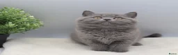 British Shorthair cats for sale: PEDIGREE REGISTERED CHUNKY BRITISH SHORTHAIRS - Advert 7