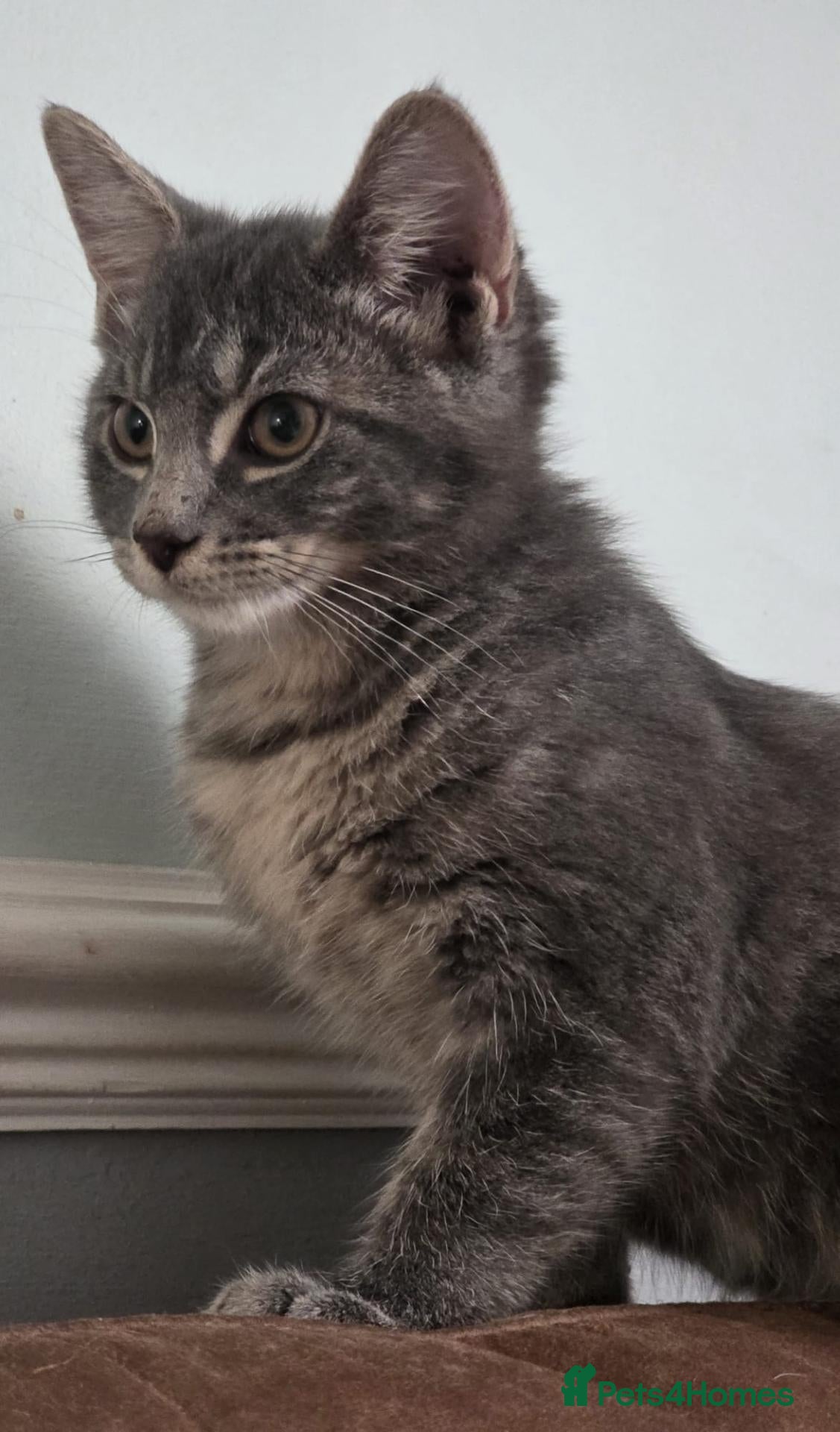 Mixed Breed cats 1 Norwegian Forrest x Persian Chinchilla kitten - Advert 9