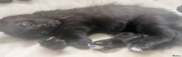 Mixed Breed cats for sale: 3 Female kittens available in Llandysul - Advert 6