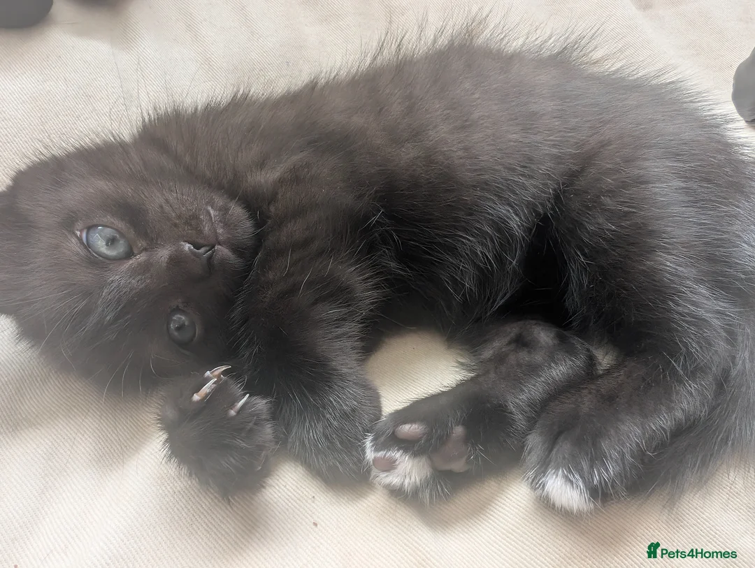 Mixed Breed cats for sale: 3 Female kittens available in Llandysul - Advert 6