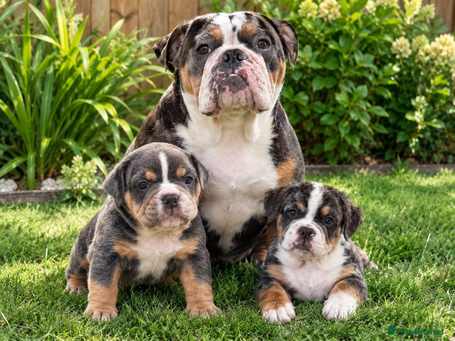 English Bulldog dogs Exceptional English Bulldog Puppies - Advert 1