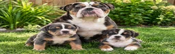 English Bulldog dogs for sale: Exceptional English Bulldog Puppies in Stockport - Advert 1