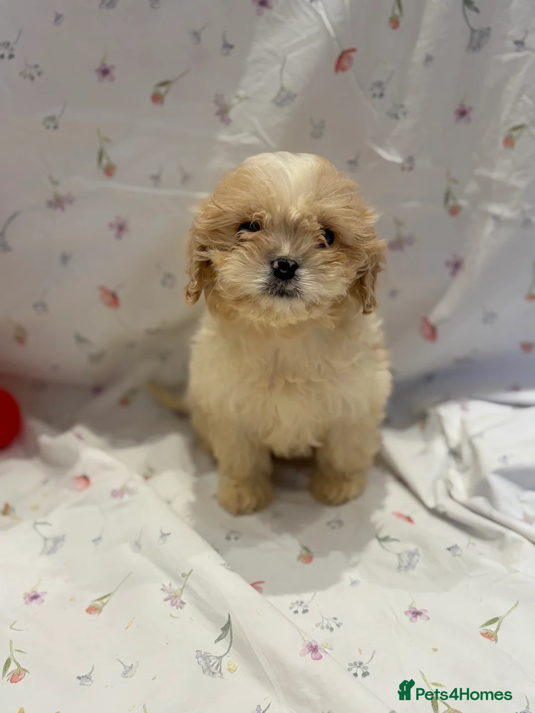 Cavapoo dogs for sale: Extensively health tested Stunning Cavapoo boys - Advert 5