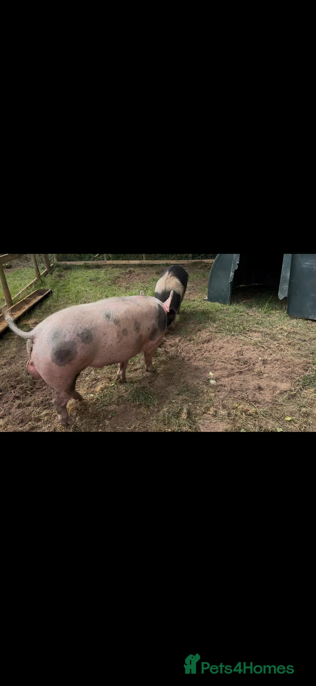 Pig livestock for sale: Proven pietrain boar - Advert 2