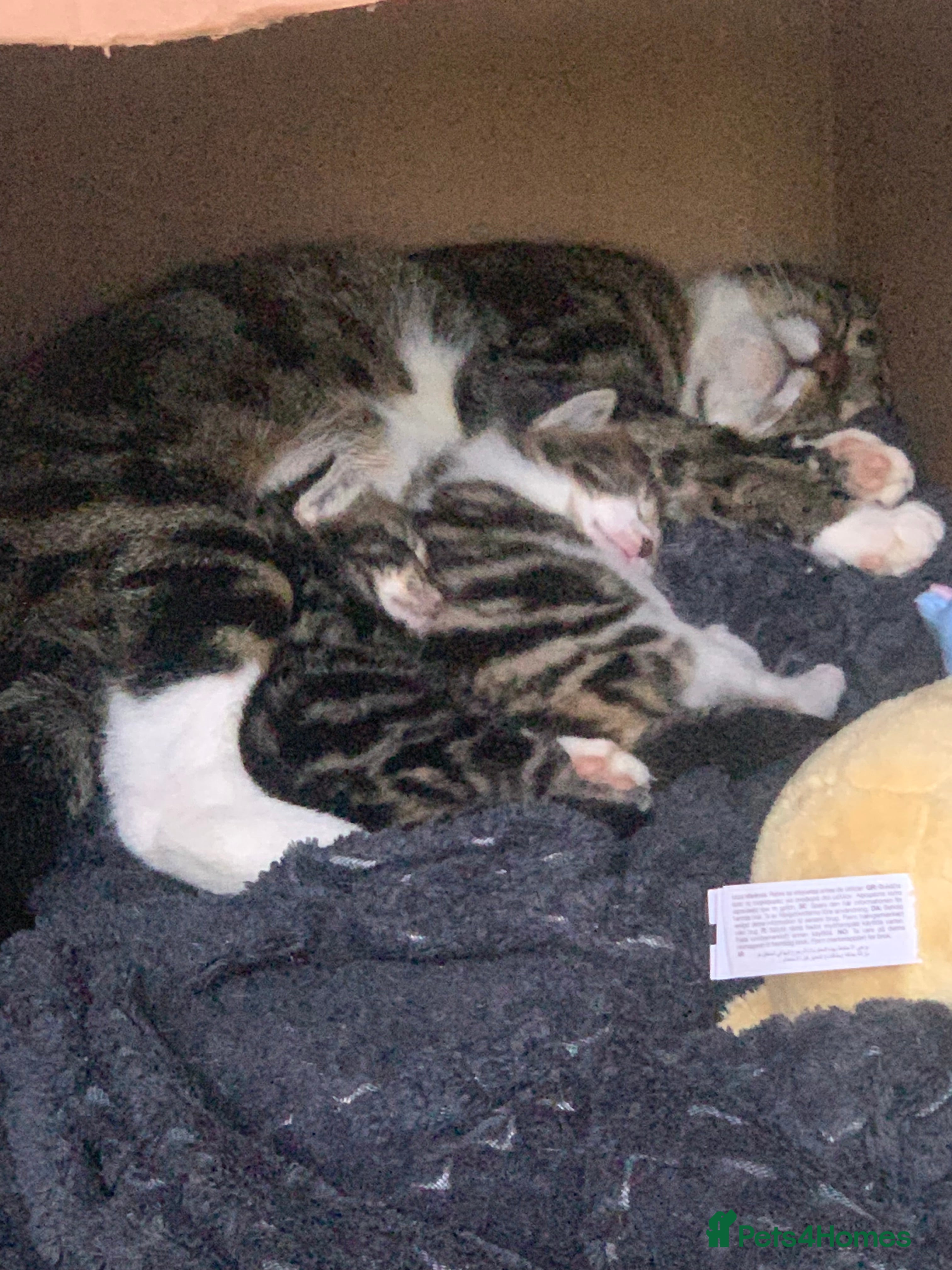 Mixed Breed cats for sale: Shorthair Tabby’s mixed breed in Solihull - Advert 2