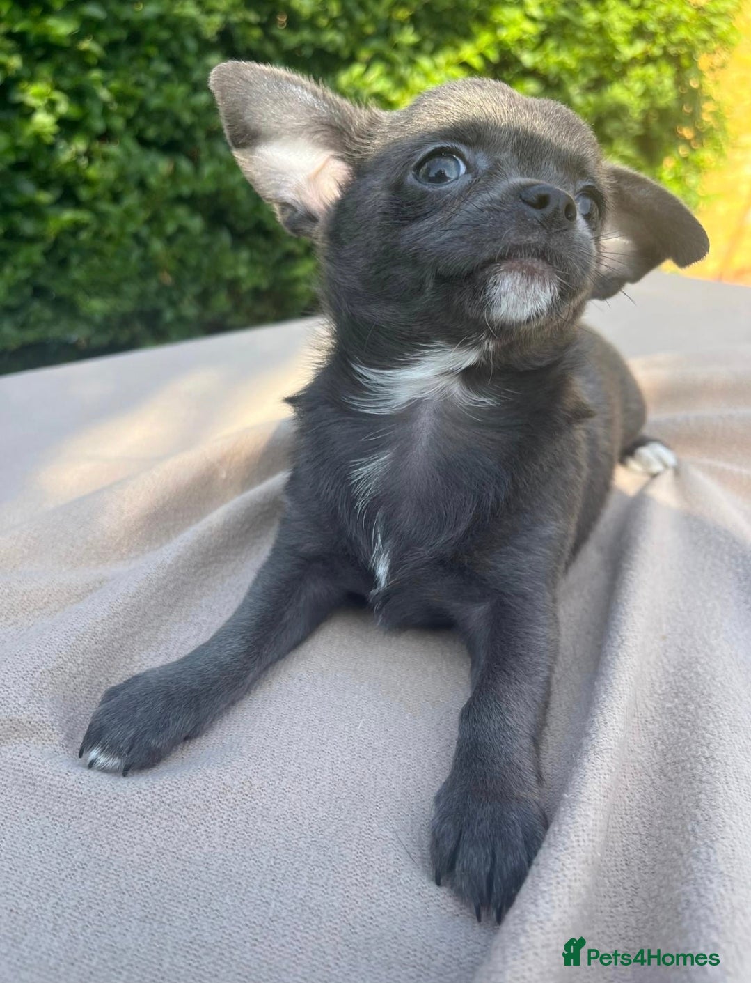 Chihuahua dogs Chihuahua Boy 1 left - Advert 2