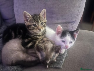 British Shorthair cats 3 kittens looking for forever home. Ready to leave - Advert 1