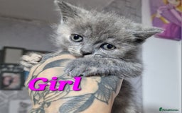 Mixed Breed cats for sale: Bsh cross maine coon - Image 3