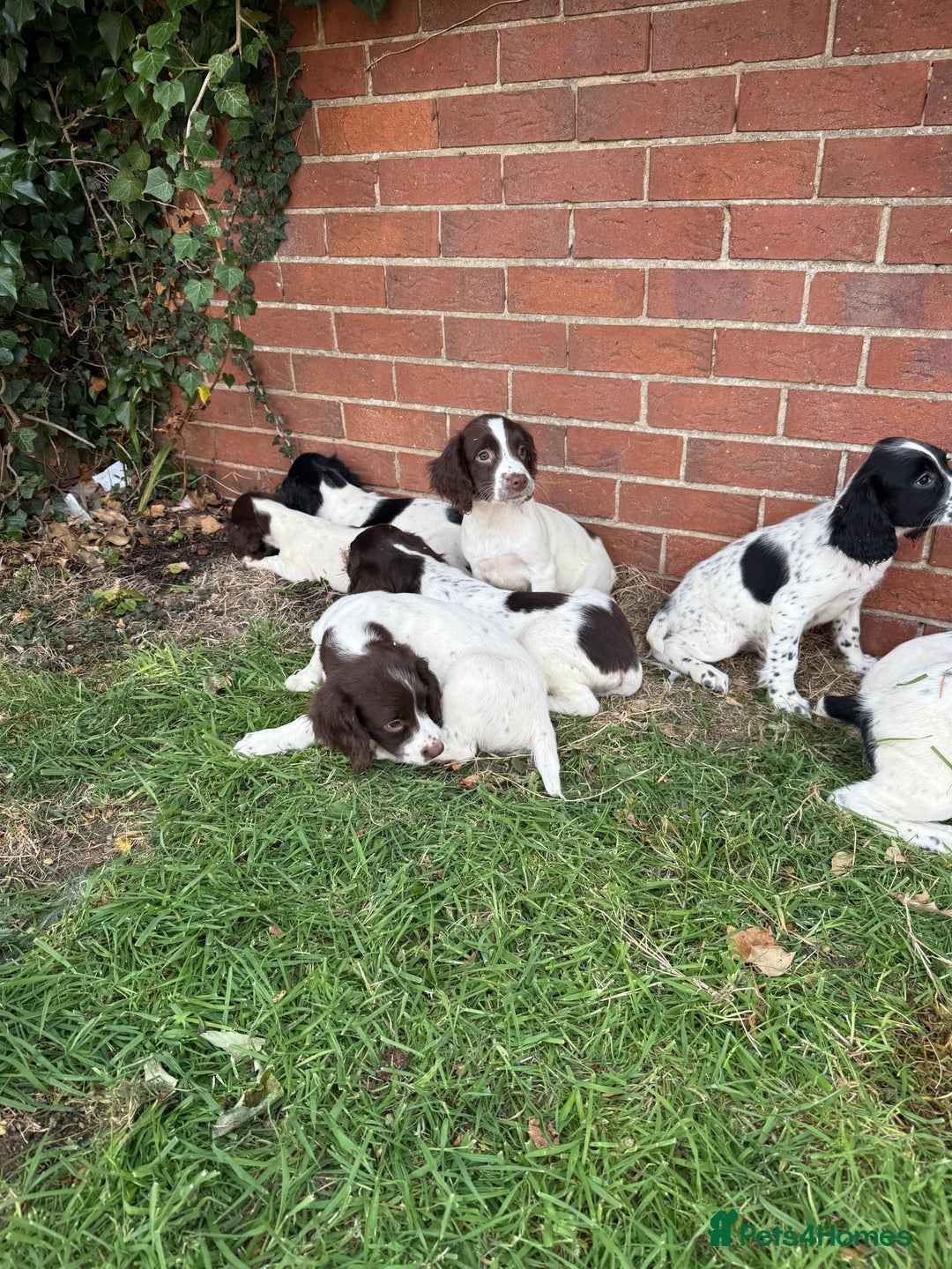 English Springer Spaniel dogs for sale: SIRED by IR FTCH Broomfield Abel of Sliabh - Image 9