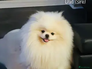 Pomeranian dogs PROVEN STUD -KC Registered Bear‑Face Pomeranian - Advert 9