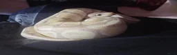 Python Snake reptiles for sale: Ball Pyton (banna) - Advert 3