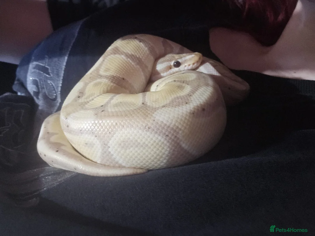 Python Snake reptiles for sale: Ball Pyton (banna) - Advert 3