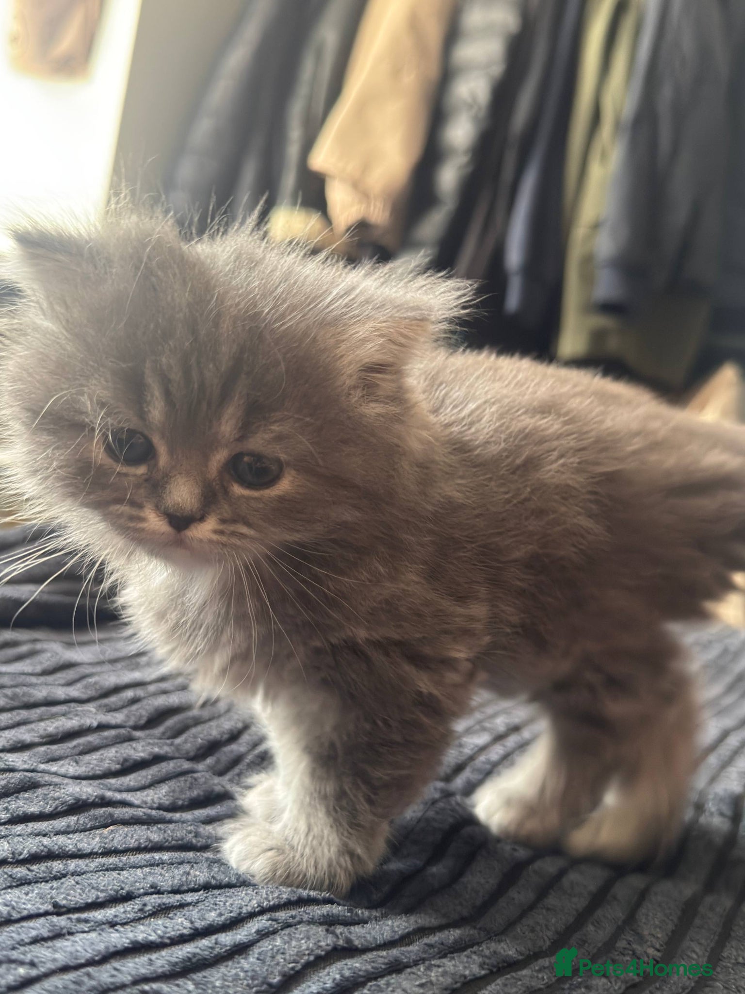 Persian Kitten 1