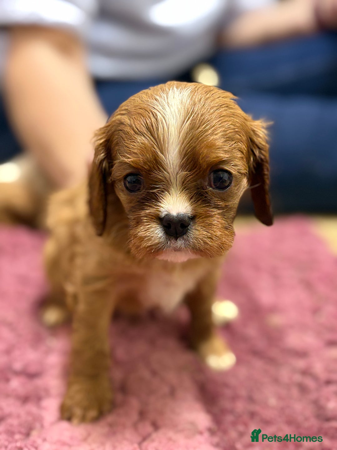 Cavalier King Charles Spaniel dogs for sale: Specialist Health Tested Cavalier King Charles  - Advert 16