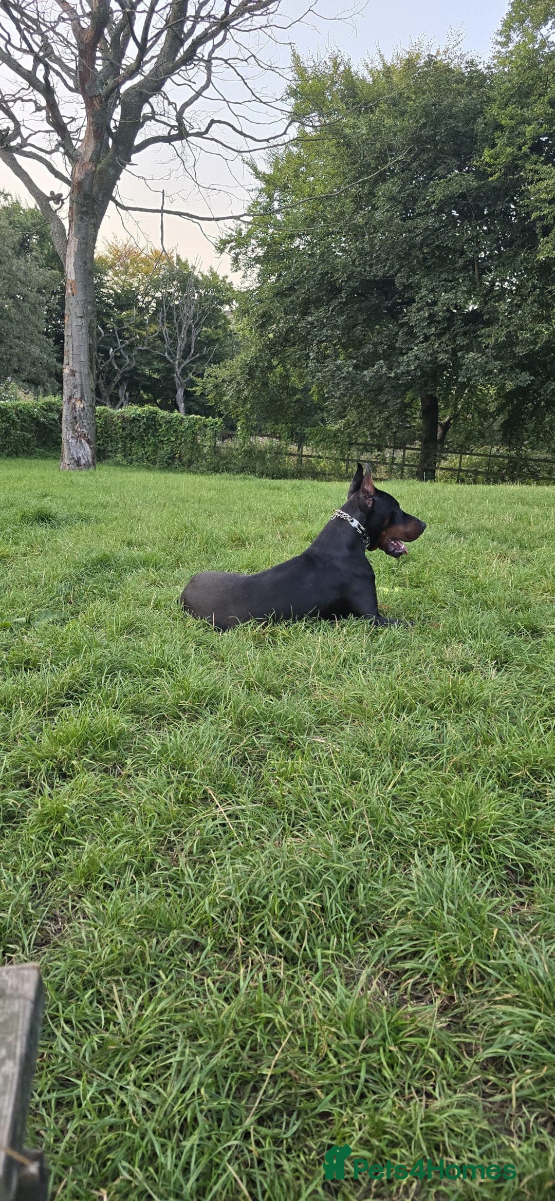 Dobermann dogs for sale: European Male Doberman imported from - Advert 6