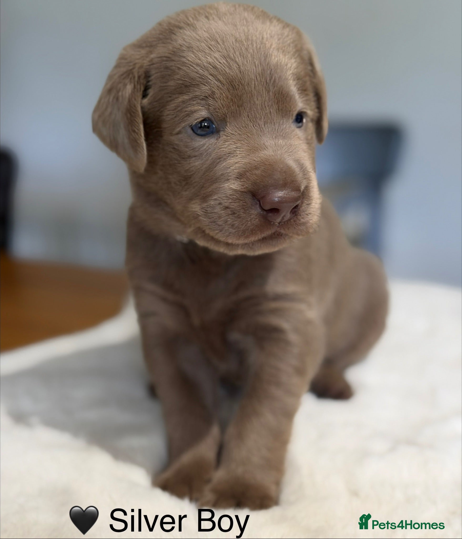 Labrador Retriever dogs Stunning Silver/Charcoal Labrador pups - Advert 1