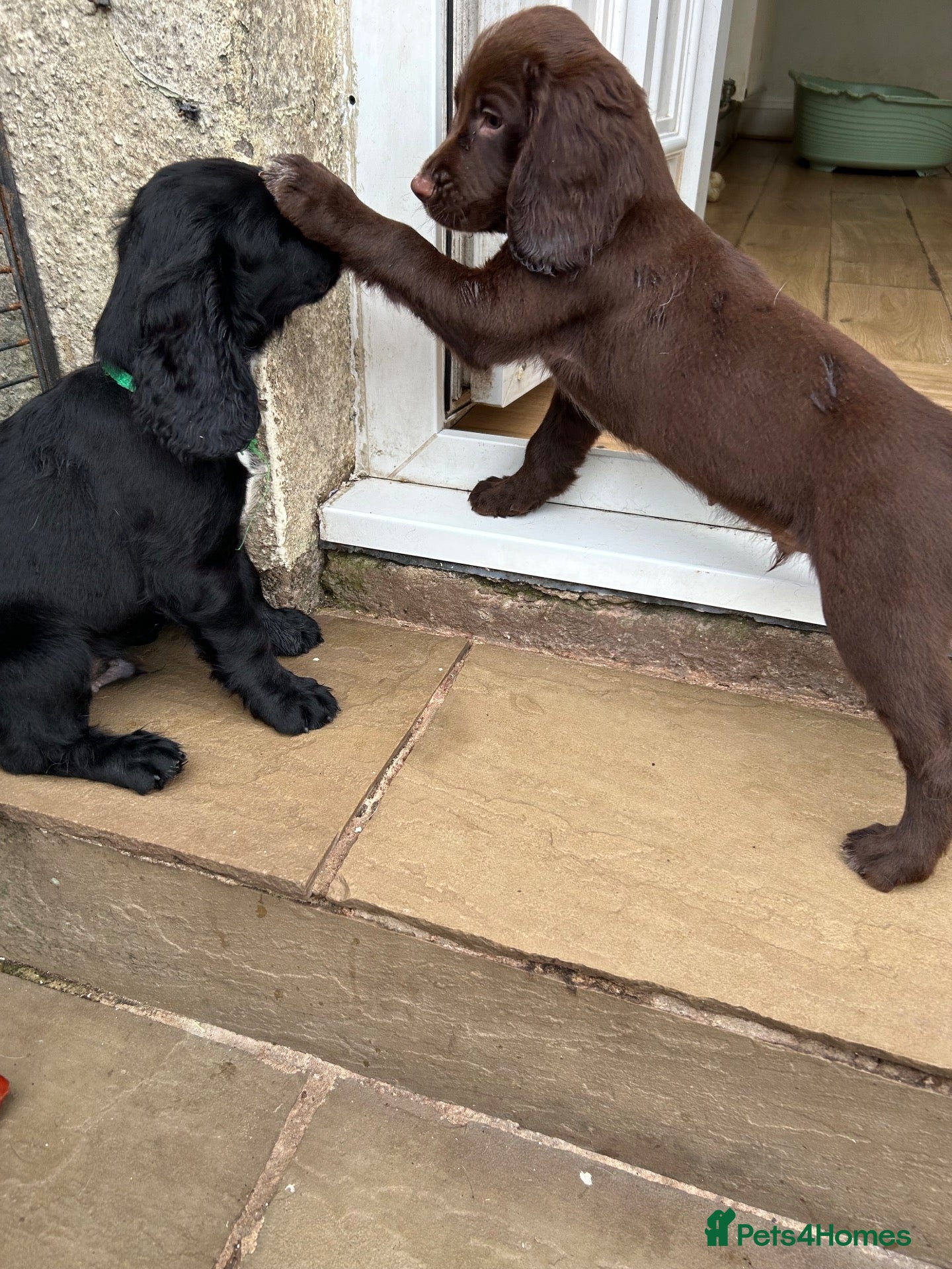 Sprocker dogs Gorgeous sprockers only 3 boys left  - Advert 1