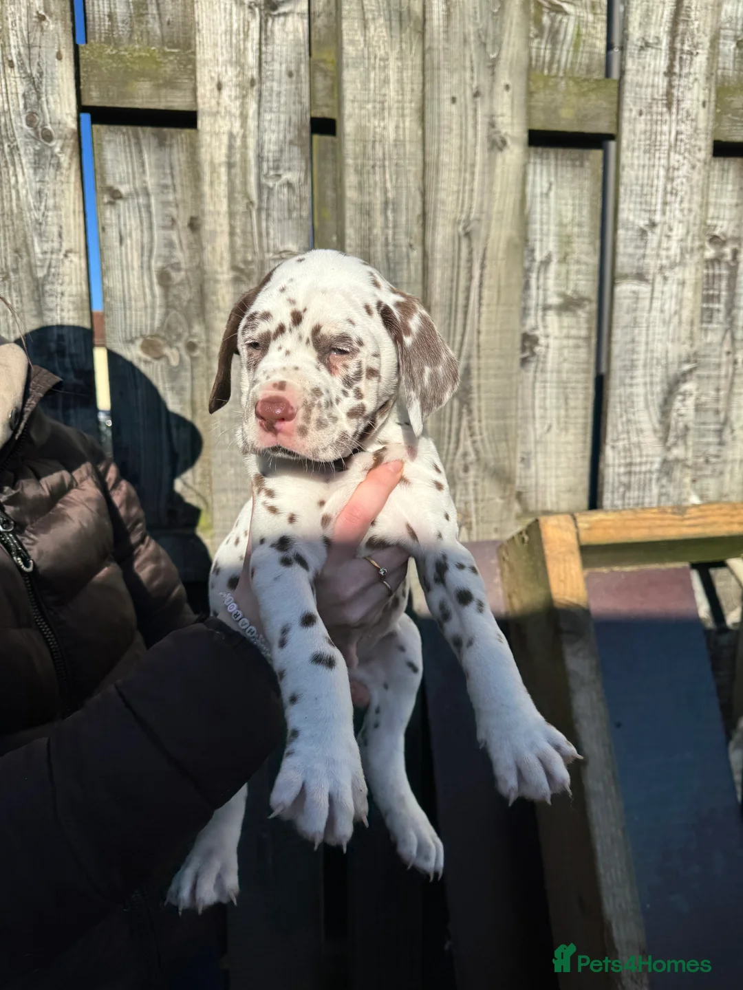 Dalmatian dogs for sale: Gorgeous Dalmatian Puppies 🐶  - Advert 11