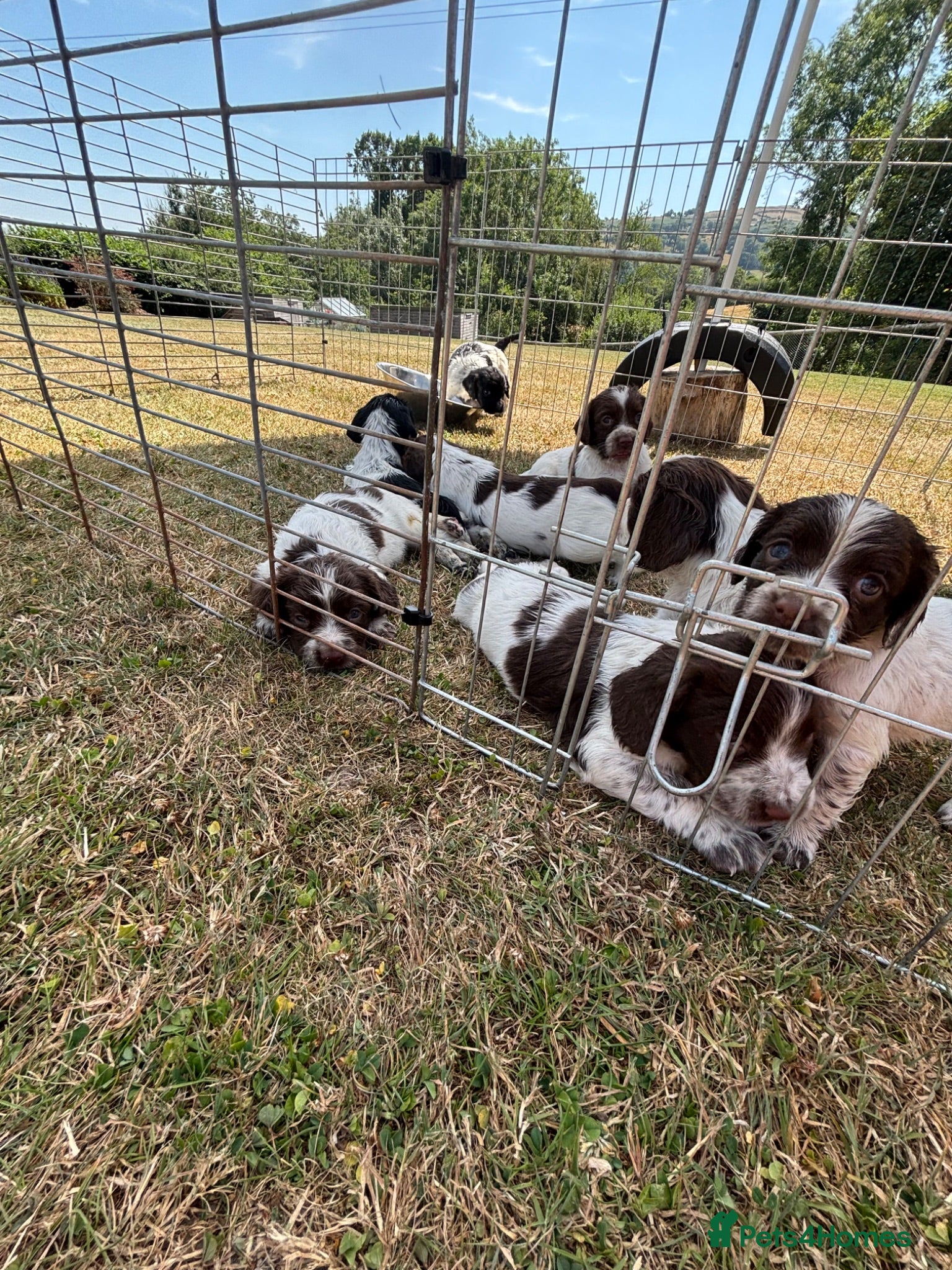 English Springer Spaniel dogs English springer spaniel puppies for sale  - Advert 1