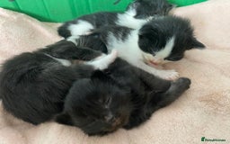 British Longhair cats for sale: 3 Gorgeous Longhaired Kittens - Image 10