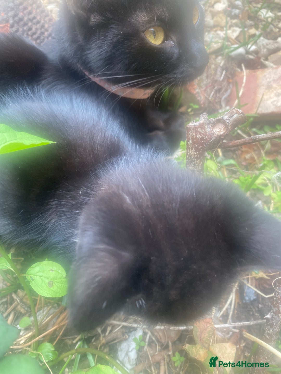Bombay cats for sale: kitten for sale - Image 8