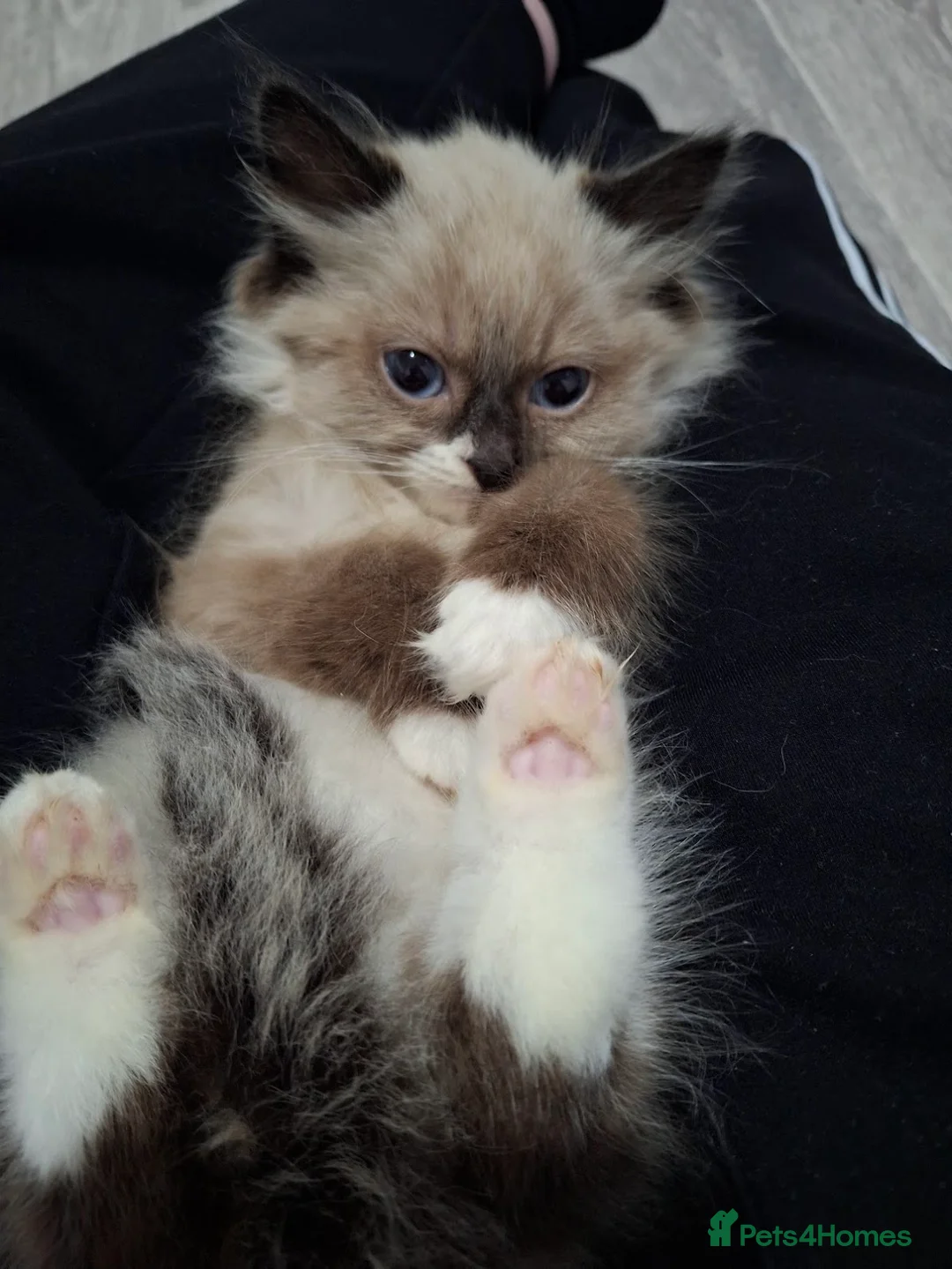Ragdoll cats for sale: Absolutely Beautiful Seal Point Ragdoll Kitten - Advert 1