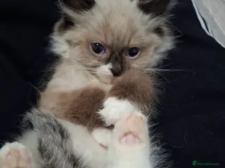 Ragdoll cats Absolutely Beautiful Seal Point Ragdoll Kitten - Advert 1