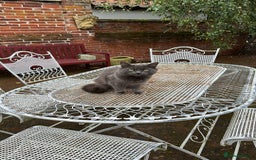 Russian Blue cats for sale: Sweet 4 Year Old Russian Blue Girl  - Image 14