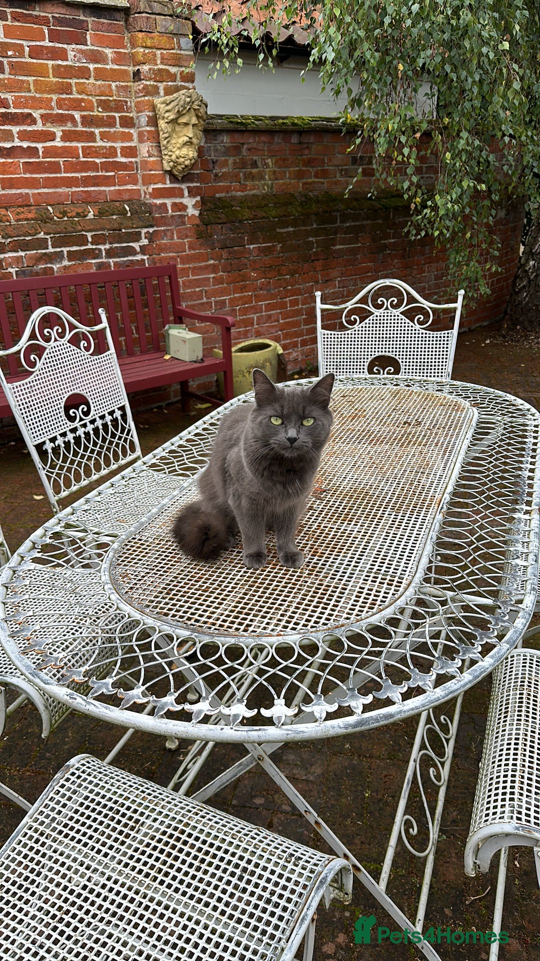 Russian Blue cats for sale: Sweet 4 Year Old Russian Blue Girl  - Image 14