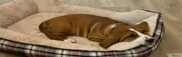 Basset Hound dogs for sale: Basset hound  in Sittingbourne - Advert 4