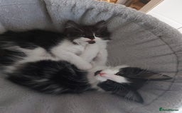 Maine Coon cats for sale: Beautiful X Maine-coon kittens 😸 ♥️ 😍 ❤️ - Image 3