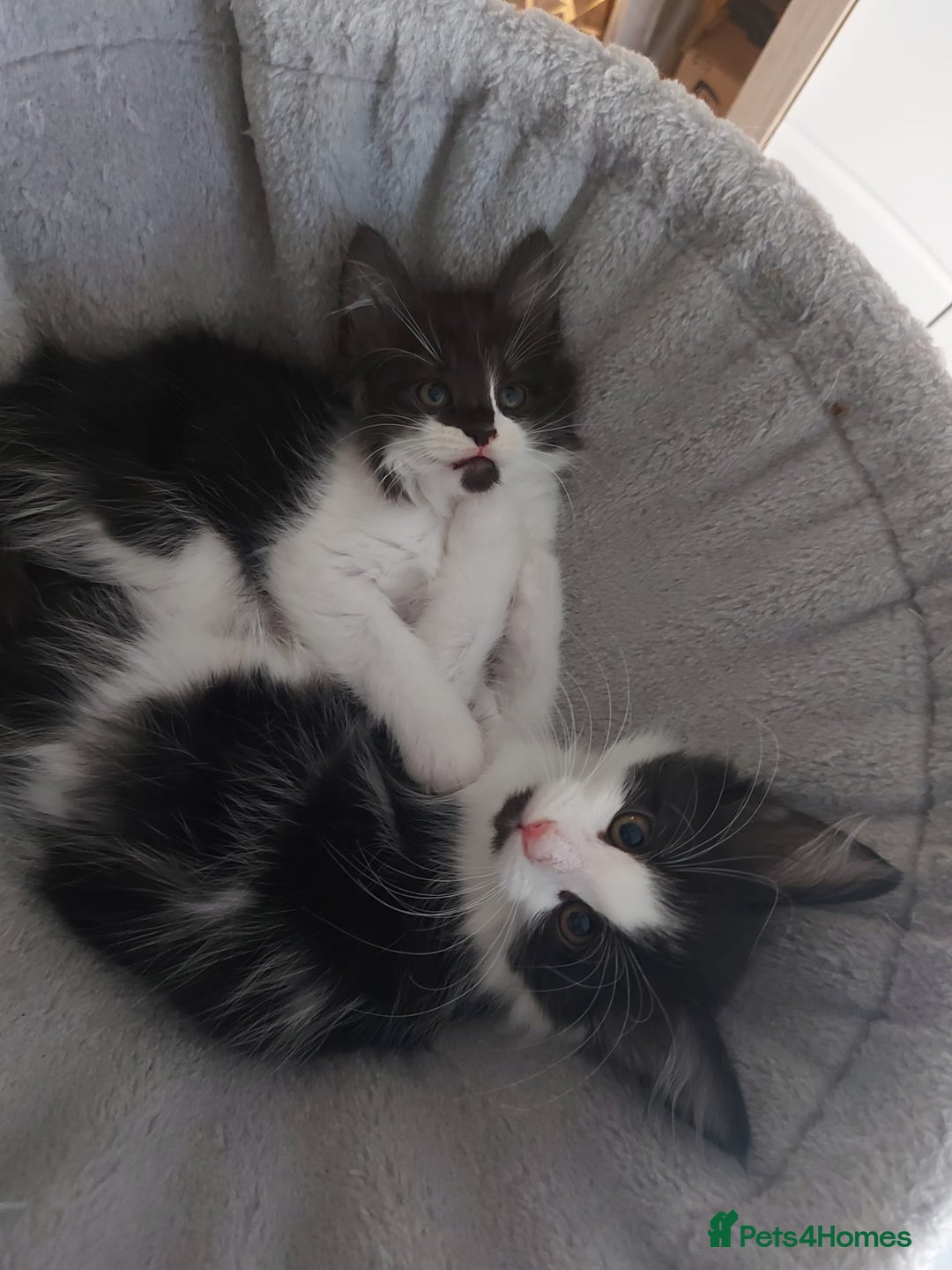 Maine Coon cats for sale: Beautiful X Maine-coon kittens 😸 ♥️ 😍 ❤️ - Image 3