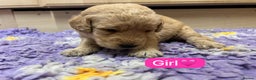 Labradoodle dogs for sale: Gorgeous labradoodle puppies - Advert 16