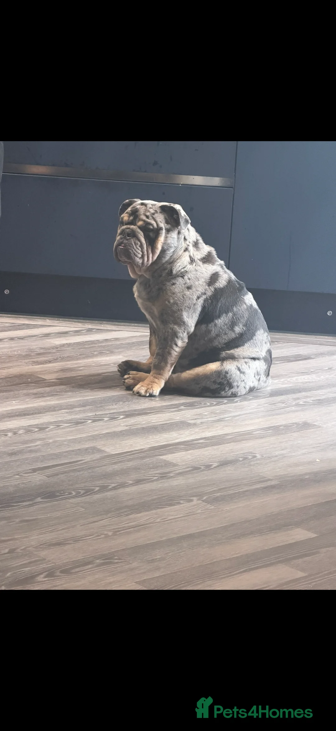 English Bulldog dogs for sale: Beautifull male merle english bulldog for rehome - Advert 2