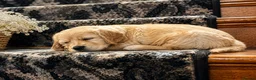 Golden Retriever dogs for sale: Available from Setember Golden Retrievers  - Advert 6